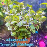 เกล็ดหอยแดงดิบ/โรทาลาโรทันดิโฟเลียแดง (พร้อมกระถาง) Rotala rotundifolia ‘red’ ต้นไม้น้ำ