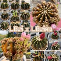 เมล็ดแอลบีแท้xแอลบีแท้ด่าง LB2178xLB2178 variegata seed 30เมล็ด