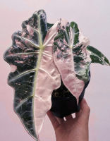 Alocasia Amazonica variegata
ขายแบบไข่เพาะชำในถ้วยอบอย่างดี ไม้เเรร์ไอเทมหายาก