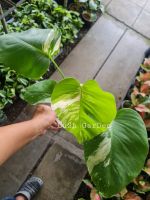 Monstera Albo. ฟอร์มสวย ?