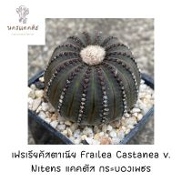 เฟเรียไนเทน และ เฟรเรียคัสตาเนีย Frailea Castanea v. Nitens แคคตัส กระบองเพชร cactus&amp;succulent