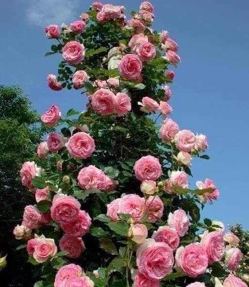 กุฟลาบเลื้อยเฟริสเลดี้ดอกดกสีชมพูถ้วยดอกใหญ่