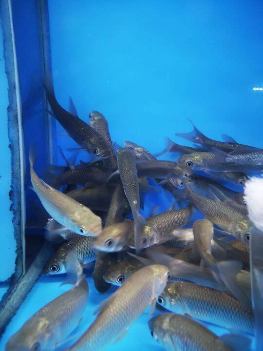 GRASS CARP FISH/KARP RUMPUT/LIVE FISH /IKAN HIASAN /ORNAMENTAL FISH
