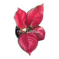 ซุปเปอร์เรด กระถาง 6 นิ้ว 5-6 ใบ/ Aglaonema Super Red Pot 6