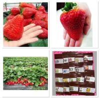 เมล็ดพันธุ์ สตอเบอรี่ ยักษ์ (Giant Strawberry ?? Seed ) บรรจุ 30 เมล็ด