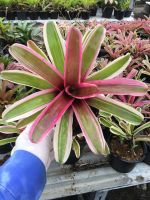 Neo Annic เต็มฟอร์ม แล้ว-สับประรดสี #bromeliad# ต้นไม้สวยงาม# ไม้ประดับ# ตกแต่งสวน# ปลูกตกแต่งบ้าน