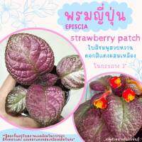 พรมญี่ปุ่น "สตรอเบอร์รี่ แพทช์"(Strawberry Patch) ดอกสีแดงผสมเหลือง ใบสีชมพูหวาน ในกระถาง 3 นิ้ว ค่าส่งถูก