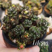 03 Gymnocalycium​ montrose transformer