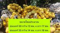 ทุ่นเหลืองเนื้อโฟมนิ่มแกนกลางพลาสติก เบอร์ 20 และเบอร์ 25 สภาพ 70-80% A.