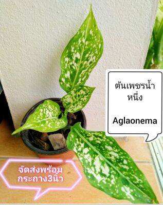 ต้นเพชร​น้ำหนึ่ง​ ​Aglaonema​ sp.Phetnamnueng จัดส่งพร้อม​กระถาง​3​นิ้ว