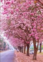 ต้นชมพูพันธุ์ทิพย์ (Pink trumpet tree) ชมพูพันธุ์ทิพย์ ไม้ยืนต้นขนาดกลางผลัดใบ ดอกสีชมพูสวย ออกดอกปีละครั้ง ขนาด50-60cm.