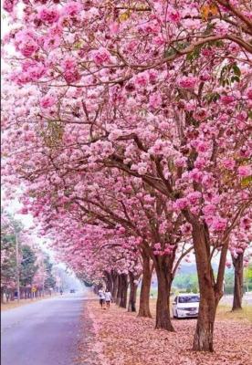 ต้นชมพูพันธุ์ทิพย์ (Pink trumpet tree) ชมพูพันธุ์ทิพย์ ไม้ยืนต้นขนาดกลางผลัดใบ ดอกสีชมพูสวย ออกดอกปีละครั้ง ขนาด50-60cm.