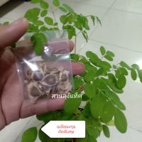 มะรุม เมล็ดมะรุม Moringa oleifera พันธุ์ดก ฝักอ้วนเนื้อเยอะ สวนลุงแท็ค