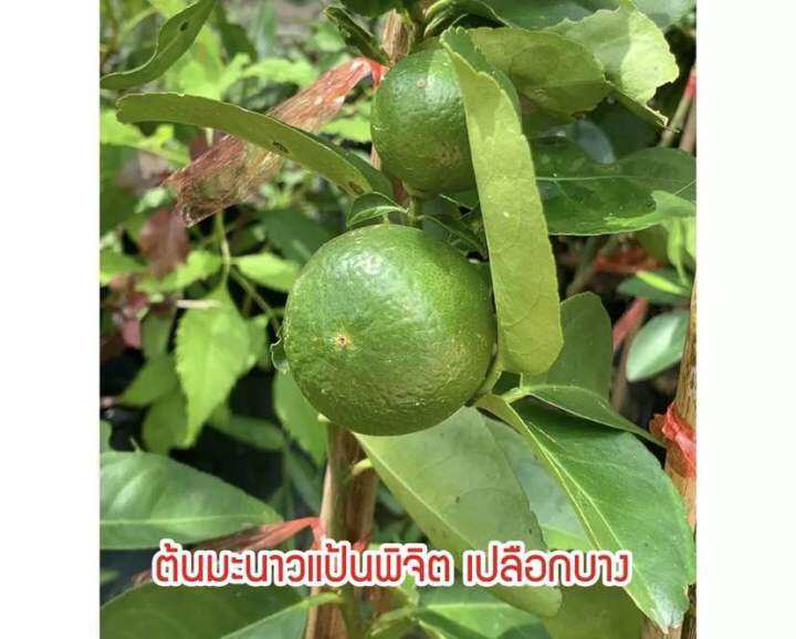 มะนาวแป้นพิจิตร-1-กิ่งทาบเสียบยอดขนาด50-70cmต้นแข็งแรงมีรากแก้วชำเรียบร้อยพร้อมปลูก-บางก็เริ่มออกดอกออกลูกแล้ว