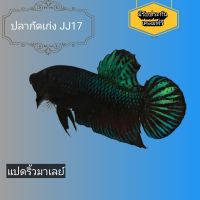 ปลากัดเก่งแปดริ้วมาเลย์เบอร์ JJ17 สีเขียว เขียวดำ มีรับประกันเคลมฟรี