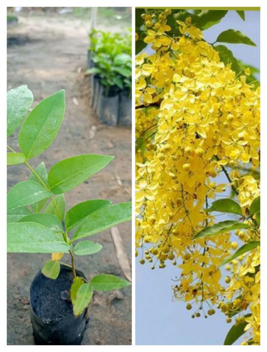 ต้นคูนเหลืองหรือต้นราชพฤกษ์-ดอกสีเหลืองสวยหอม-ซื้อ-5-ต้นแถม-1-ต้น