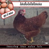 ไข่เชื้อไก่พันธ์ไข่