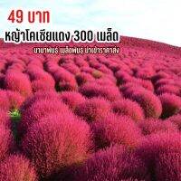 เมล็ดพันธุ์ หญ้าโคเซียสีแดง 300 เมล็ด