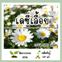 เมล็ดพันธุ์ เดซี่เลื้อย ( creeping daisy ) บรรจุ 500 เมล็ด เมล็ดพันธุ์ OP แท้ 100%