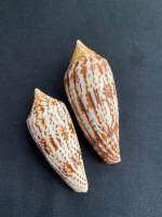 หอยสังข์ทรงกรวย Brown vertically striped conus conch shell zan long