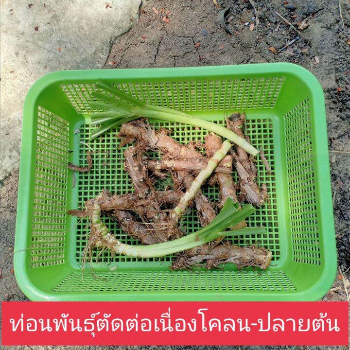 1-000-ท่อนพันธุ์หญ้าหวานอิสราเอล-บดเลี้ยงไก่-เลี้ยงปลา-เลี้ยงกระต่าย-หนู-เต่า-แกะ-แพะ-วัว-ควาย-ม้า-ลา-ช้าง