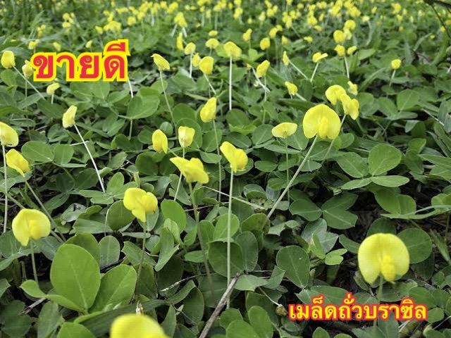 เมล็ดถั่วบราซิล-100เมล็ด-แถมฟรี-5-เมล็ด