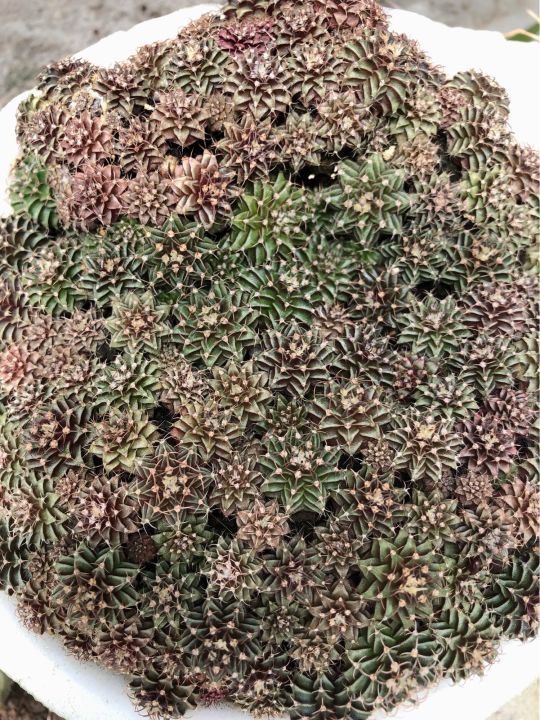 กระบองเพชร-แคคตัส-ยิมโน-gymnocalycium-cactus