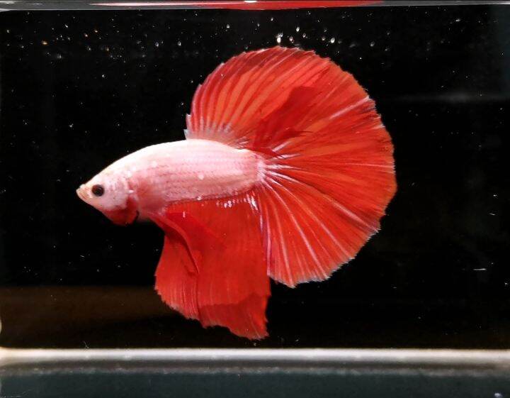 Red Dragon Thailand Halfmoon Betta | Lazada