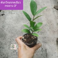 ต้นกวักมรกต กวักมรกตสีเขียว
Zanzibar Gem / ZZ plant
กระถาง 3"
เป็นต้นไม้มงคล ฟอกอากาศได้ดี เลี้ยงง่าย
เหมาะสำหรับประดับบ้านหรือสวน ทนแล้ง