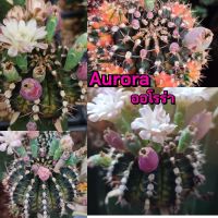 เมล็ดยิมโน "Aurora"