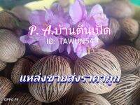 ไซร์ใหญ่ 9เซ็น ขัดสะอาด ไม่ผุ