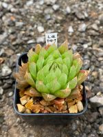 Haworthia Hybird Thailand กระถาง 2 นิ้ว (ส่งทั้งกระถาง) รหัสLa141-150