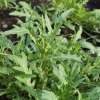 เมล็ดไวลด์ ร็อกเก็ต ?รับประกันการงอก90% Arugula Wild Rocket Seed Organic