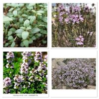 เมล็ดพันธุ์ ไทม์ฝรั่งเศส (French Thyme) บรรจุ 100 เมล็ด