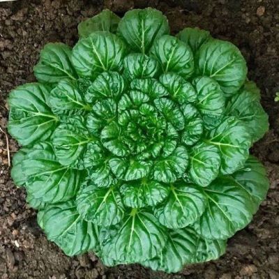 เมล็ดพันธุ์ ผักกวางตุ้ง แทตฉ่อย หรือกวางตุ้ง ดอกไม้ไฟ( Tat Soi Chinese flat cabbage)บรรจุ 200 เมล็ด