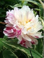 เมล็ดพันธ์ุ ดอกโบตั๋น หรือ พิโอนี สีขาว ปน ชมพู ( Rare Chinese Peony Seeds )บรรจุ 5 เมล็ด