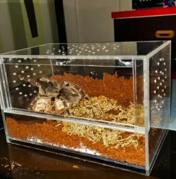 Buy Tarantula Enclosure Accessories online