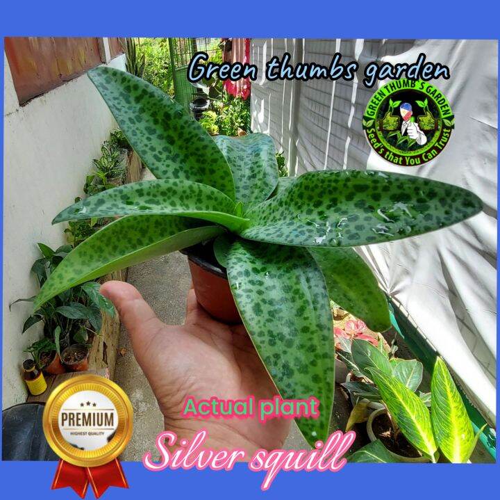 Silver Squill Live Plant 