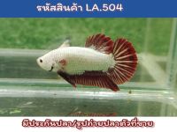 ปลากัดเรดดราก้อน เพศผู้ ขนาด1.5 นิ้ว