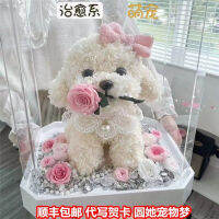 ของตั้งโชว์ในวันวาเลนไทน์ปอมเมอเรเนียนพุดเดิ้ลบิวแบร์สุนัขเล็กๆน้อยๆของขวัญวันแห่งความรักสำหรับให้แฟนชายและหญิง