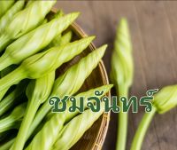 ชมจันทร์ เมล็ดดอกชมจันทร์ บรรจุ 4 เมล็ด 10 บาท ปลูกง่าย ราคาถูก มีกลิ่นหอม เก็บเกี่ยวได้ตลอด