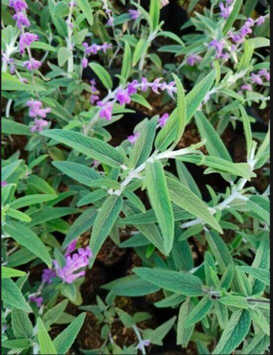 Sage Herb with FREE Fertilizer and free plastic Pot Lazada PH