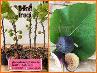 ต้นมะเดื่อฝรั่งอิรักกี้รุ่นกลาง พร้อมติดผล ส่งทั้งกระถาง มีราคาส่ง iraqi figs tree