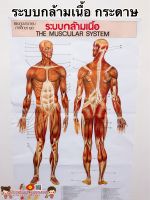 ระบบกล้ามเนื้อ โปสเตอร์กระดาษ 53*77cm (21*30 นิ้ว)✅ วิทยาศาสตร์ เรียนหมอ พันธุกรรม Anatomy โครงกระดูกมนุษย์ กล้ามเนื้อ