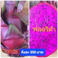 แก้วมังกรพันธุ์ Florida Red