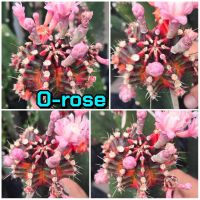 เมล็ด O-rose  เก็บสดๆใหม่ๆจากสวน