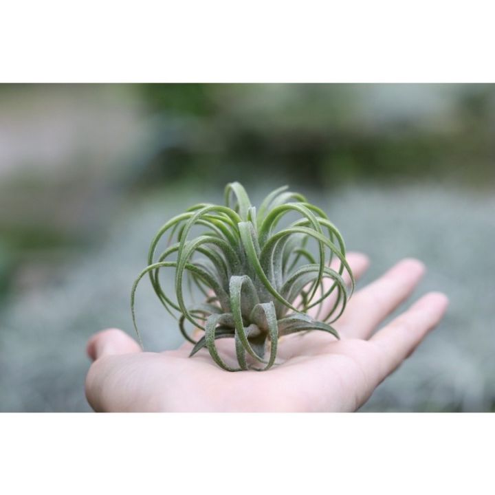ionantha-curly-leaf-เคอรี่ลีฟ