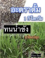 ☘️ เมล็ดหญ้าอะตราตั้ม 1 กิโลกรัม หญ้า อะตราตั้ม #พร้อมปลูก(รับประกันการงอก) หญ้าเลี้ยงสัตว์ หญ้า พันธ์ุหญ้า หญ้าเลี้ยงวัว