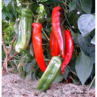 เมล็ดพันธุ์ พริกบิ๊กจิม (Big Jim Giant Pepper Seed) เผ็ดน้อย บรรจุ 5 เมล็ด