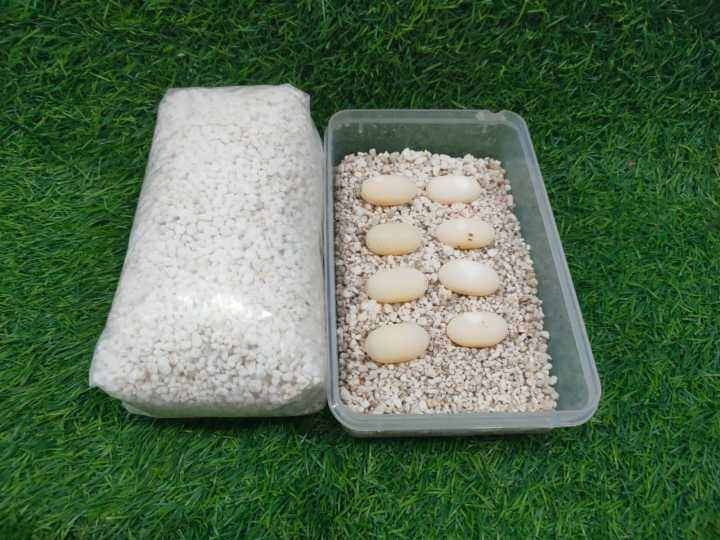 Perlite 100 gram utk alas telor gecko Lazada Indonesia